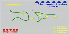 How does SSRIs and MAO Inhibitors Work?