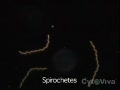 Spirochetes that cause lyme disease