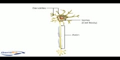 Neuron System and Structure