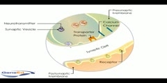 Synaptic Transmission in the Brain