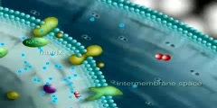 Krebs cycle in mitochondria