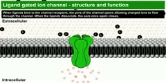 Ligand gated ion channels