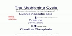 The Methionine-Methyl Cycle