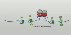 Actions of the PML-RARalpha fusion protein in leukaemia