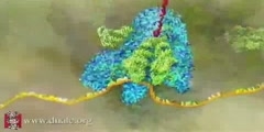 Detailed explanation of mRNA Translation