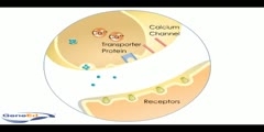 Neurotransmitter