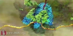 Basic explanation of mRNA Translation