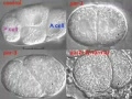 C elegans embryonic development