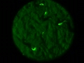 Fluorescent C. elegans