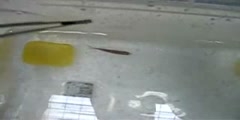 Giving zebra fish an anesthesia