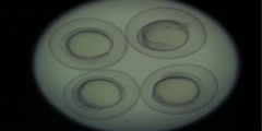 Zebrafish Embryo Development  24 hours in 46 seconds