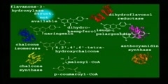 Transposons in the Developmental Biology of Plants