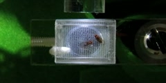 Drosophila Courtship Song - Genetics - University of Leicest
