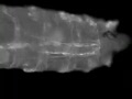 Heart Development in Drosophila