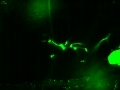 Drosophila melanogaster GFP neurons