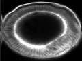 The Gastrulation of a Drosophila