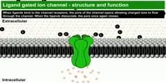 Ligand gated ion channels structure and function animated video