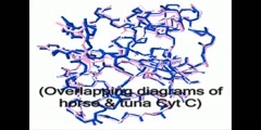 Cytochrome C evolution