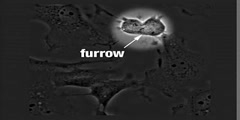 Furrowstatin part II