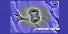 Furrowstatin: Part III