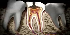 The mouth – structure of the tooth