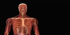 The Human Body - Hidden muscle power