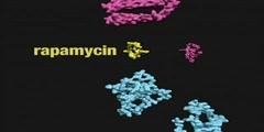 Rapamycin it's Molecular Action