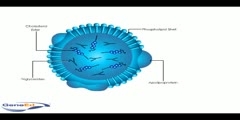 Structure of lipoprotein