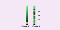 Evolution of the Y Chromosome Part 2