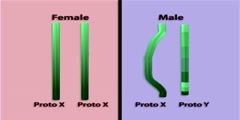 Evolution of the Y chromosome part 3