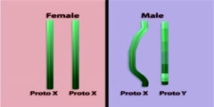 Evolution of the Y chromosome part 3