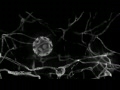 Nanobots repairing cell
