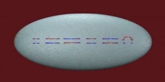 Meiosis, fertilization and human sex determination