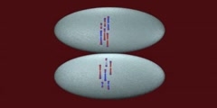 Meiosis: from gonade to the baby