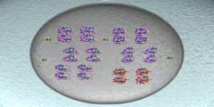 MIX-1: chromatin and sex determination  Part I