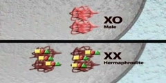 MIX-1: chromatin and sex determination part II