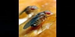 The fruit fly, Drosophila Melanogaster ( Cinderella of Genet