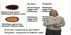 Trudi Schupbach (Princeton Univ) Part 1 Axes formation in th