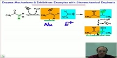 Mechanism of Enzyme