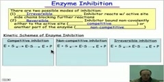 Molecular Mimicry  the Basis of Enzyme Inhibition video