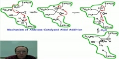 Aldolase-Catalyzed Aldol Addition- Mechanism