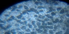 Stomata - A Microscopic View