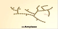 Amylase