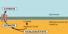 Fatty Acid Biosynthesis