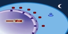 The Drosophila Molecular Clock Model Part 1