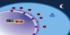 The Drosophila Molecular Clock Model Part 2