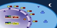 The Drosophila Molecular Clock Model Part 4