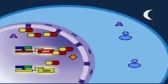 The Drosophila Molecular Clock Model Part 5