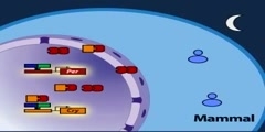 The mammalian molecular clock model part 1