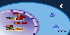 The mammalian molecular clock model part 2